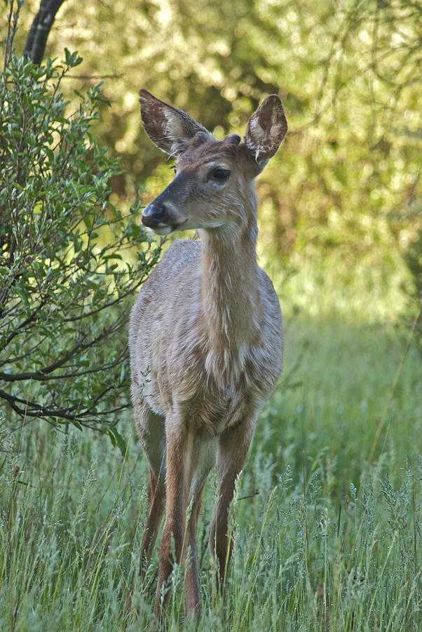 Deer 5947 0599 Photograph