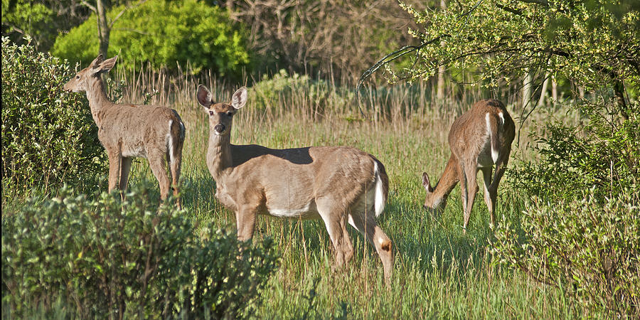 Deer 5962 0613 Photograph