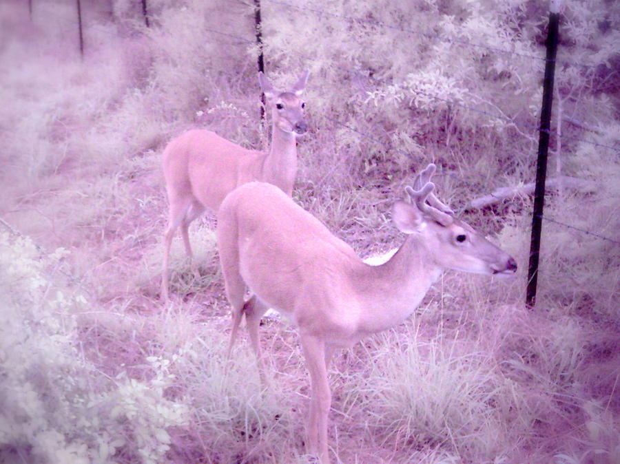 Deer 6 in color Photograph by James Granberry