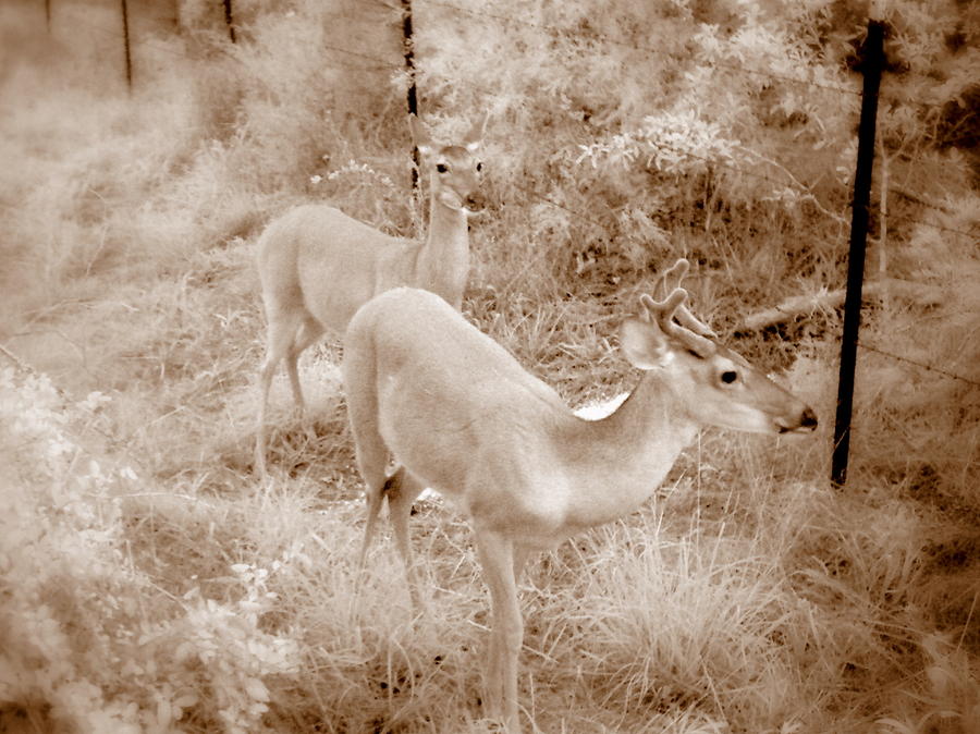 Deer 6 in Sepia Photograph by James Granberry
