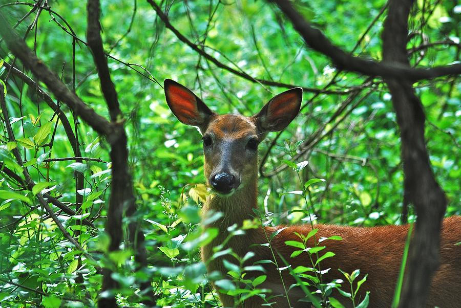 Deer 7531 Photograph by Michael Peychich