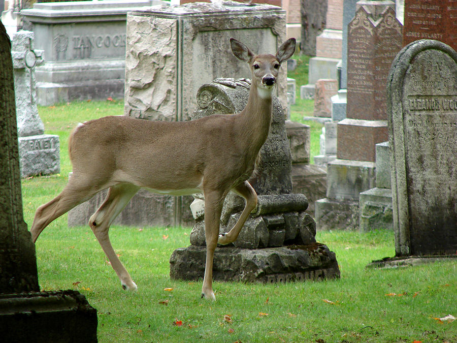 Deer among the headstones Mixed Media by Bruce Ritchie