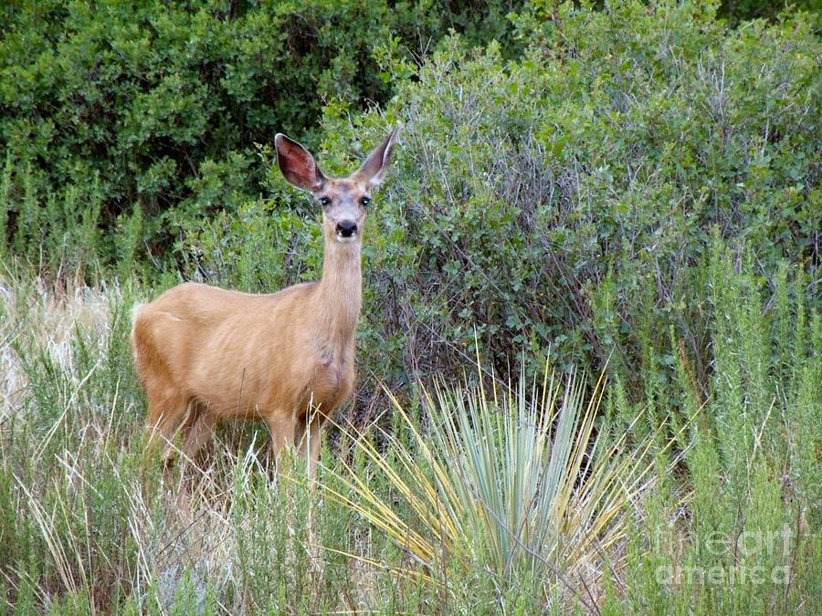 Deer Photograph - Deer at Garden of the Gods by Donna Parlow