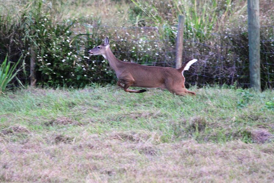 Deer at Viera Photograph by Jeanne Andrews