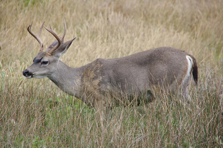 Deer Buck Photograph by Jeff Lowe