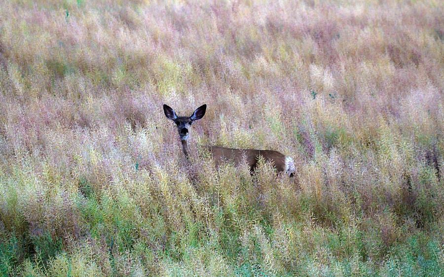 Deer Colors Photograph by Steve McKinzie