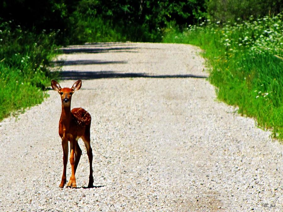 Deer Crossing Photograph by Ms Judi