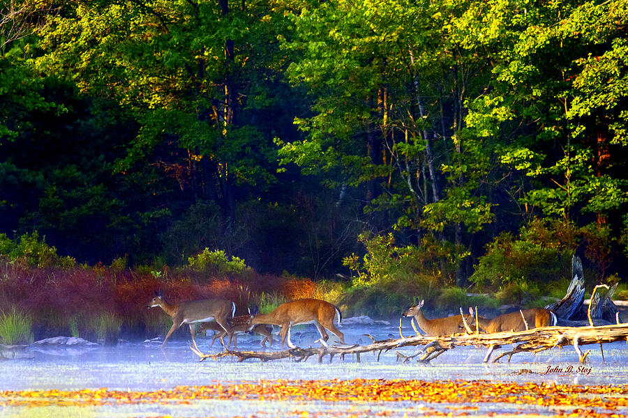 Fall Photograph - Deer Crossing Pond by John Stoj