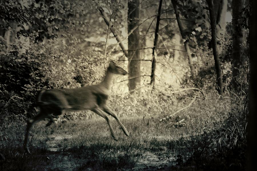 Deer Crossing Photograph by Scott Hovind