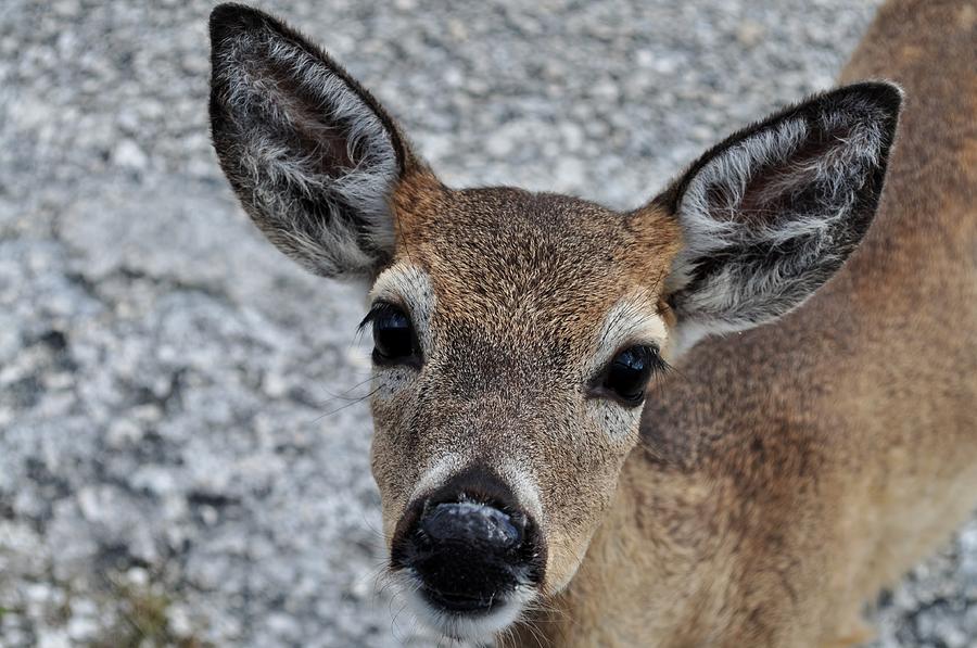 deer-endangered-photograph-by-william-lumsden-fine-art-america