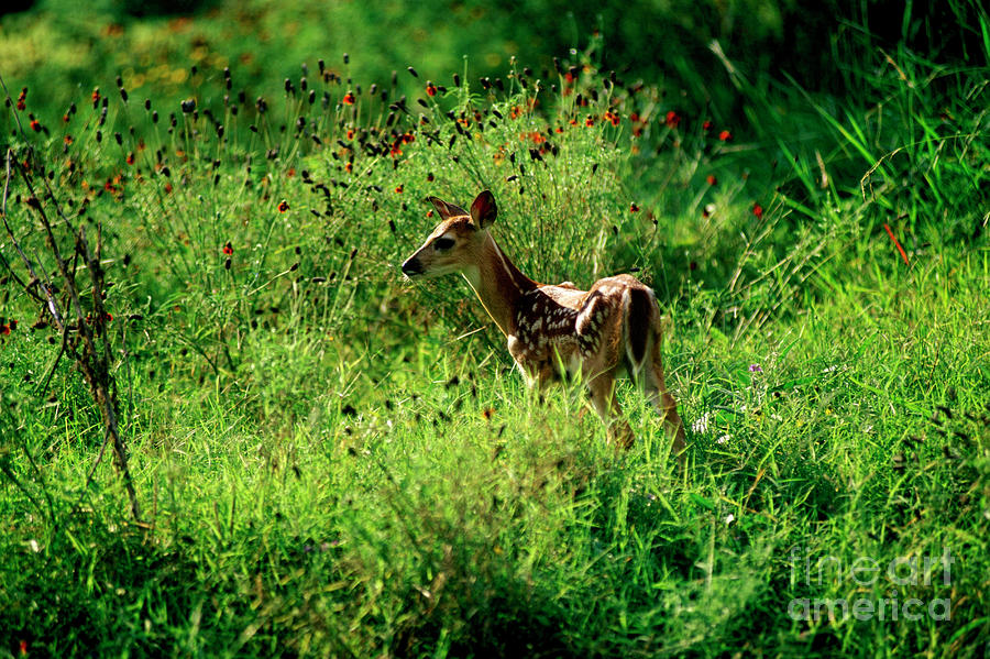 Deer Faun. Photograph