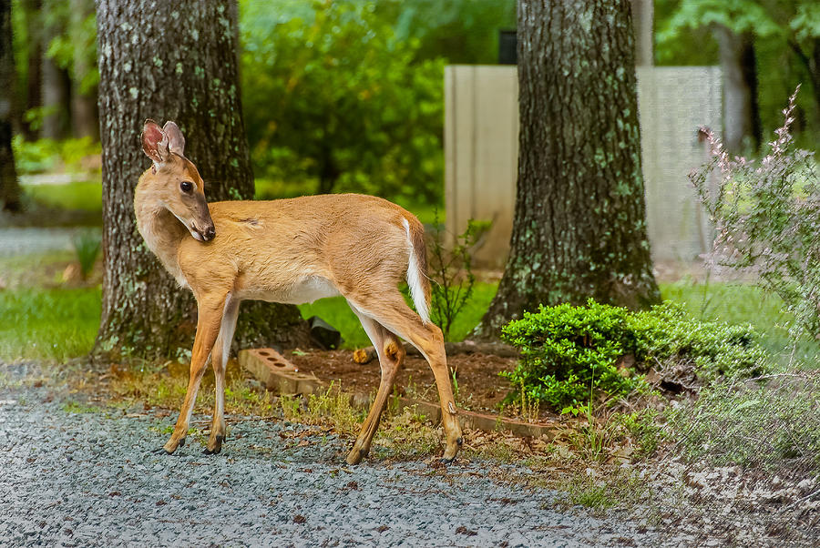Deer Photograph by Gene Hilton