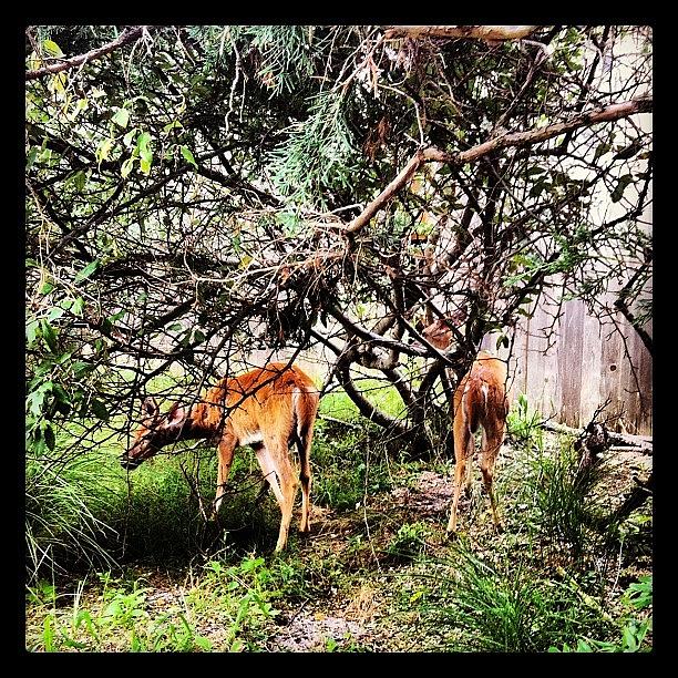 Summer Photograph - Deer Grazing In The Fire Island Pines by Arnab Mukherjee