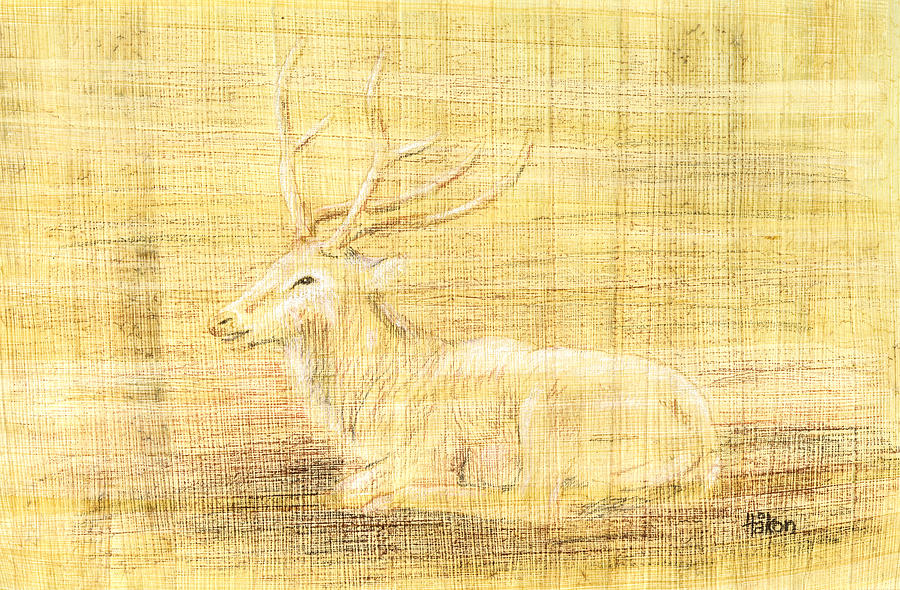 Deer Drawing by Hakon Soreide