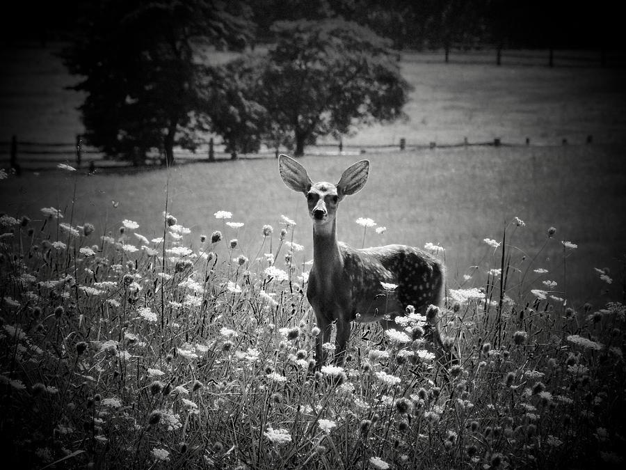 Deer in Black and White Photograph by Joyce Kimble Smith