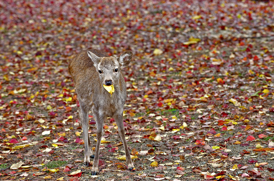 Deer in colored leaves Photograph by Hisao Mogi