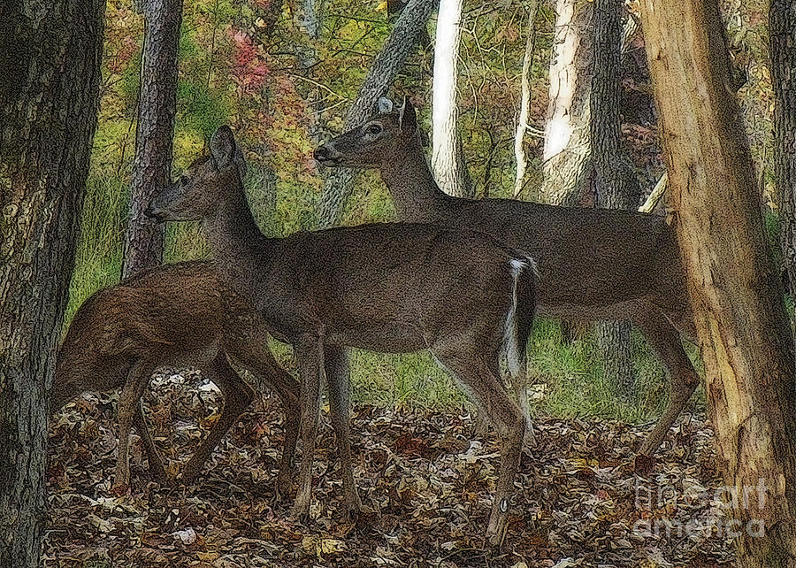 Deer in Forest Photograph by Lydia Holly