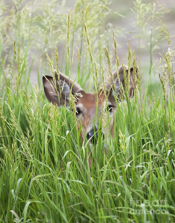 Deer in Hiding Photograph by Art Whitton