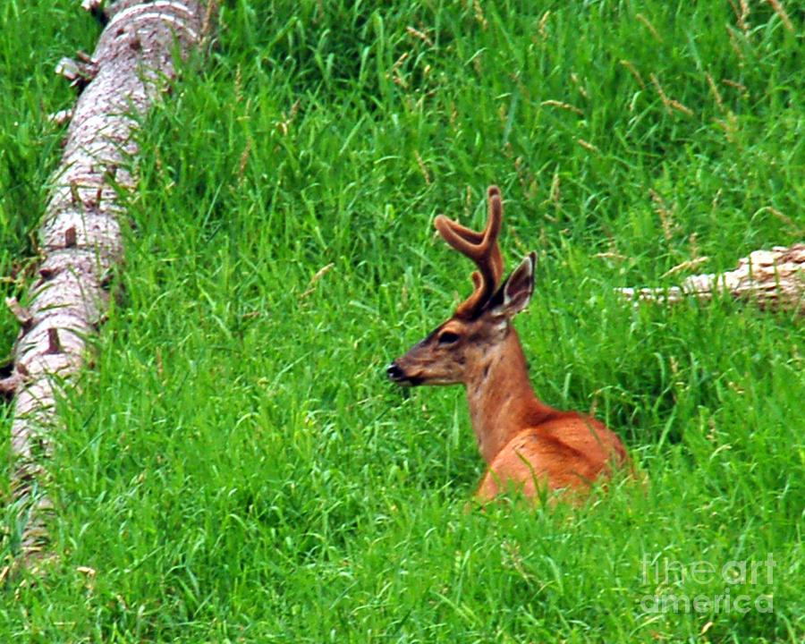 Deer in Meadow Photograph by Chuck Flewelling