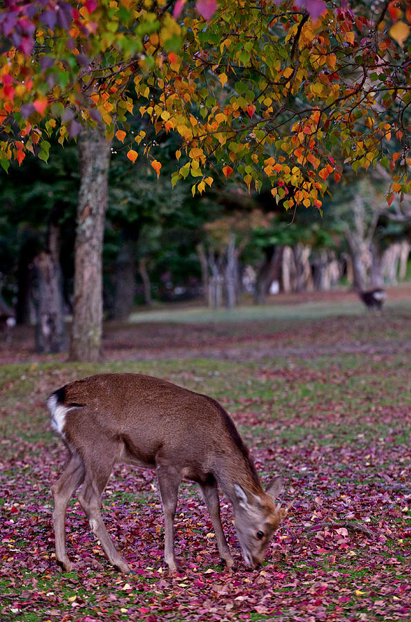 Deer in Nara Park Photograph by Hisao Mogi