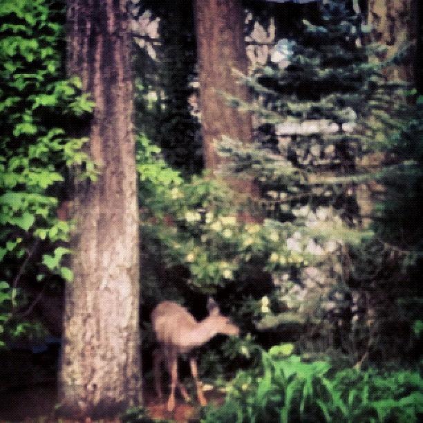 Animal Photograph - #deer In Our Back Yard #cityscape by Anna Porter