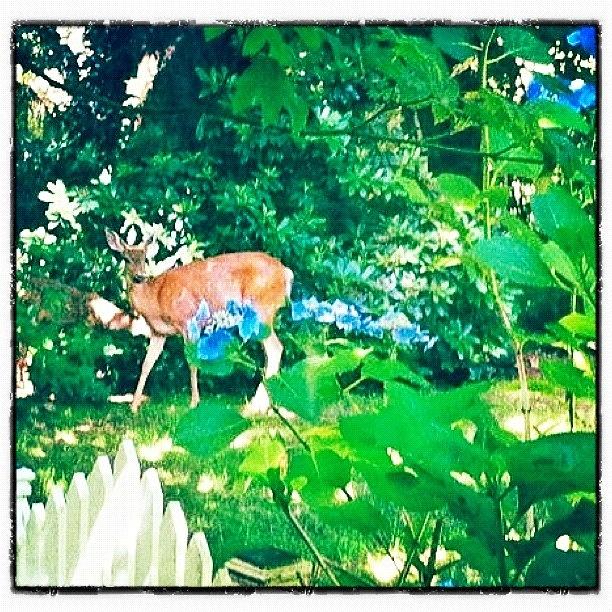 Deer Photograph - Deer in Our Backyard by Anna Porter