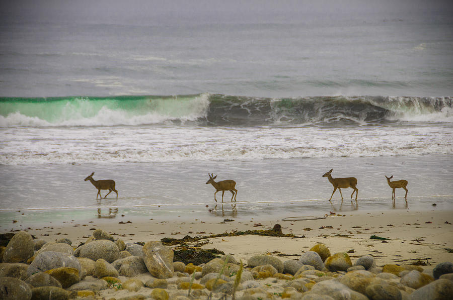 Deer in Pacific Ocean Photograph by Connie Cooper-Edwards