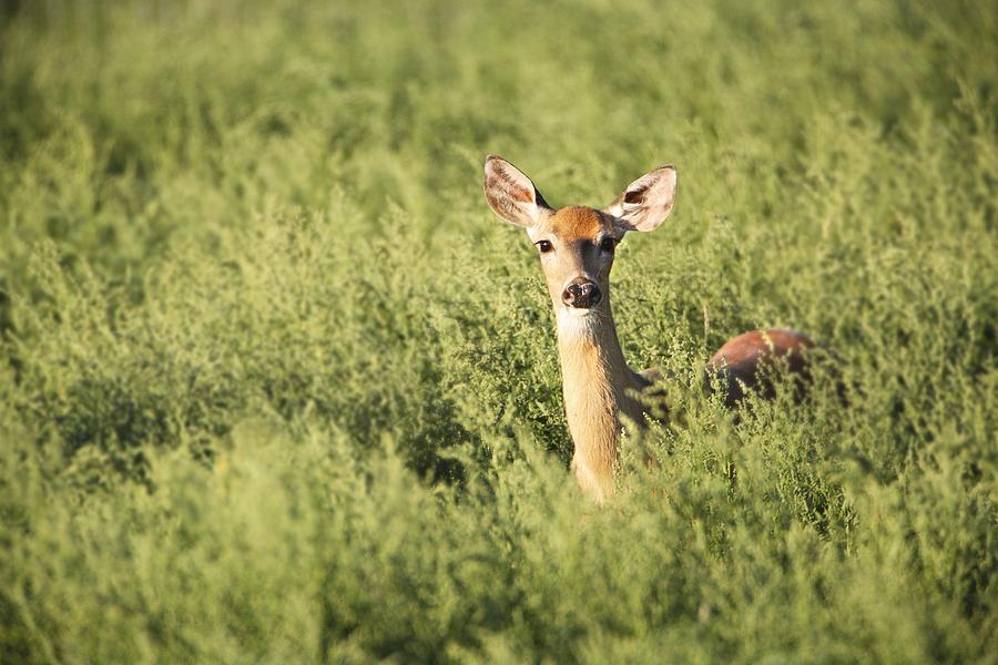 Deer In The Brush Photograph