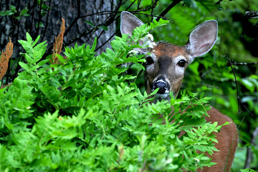 Deer in the Bush Photograph by Peter DeFina
