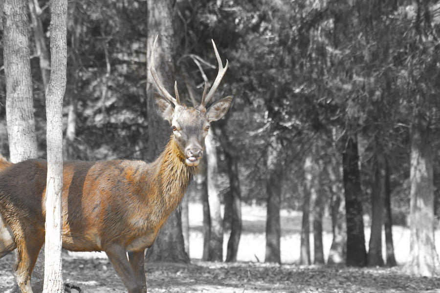 Deer Photograph - Deer in the Forest  by Douglas Barnard