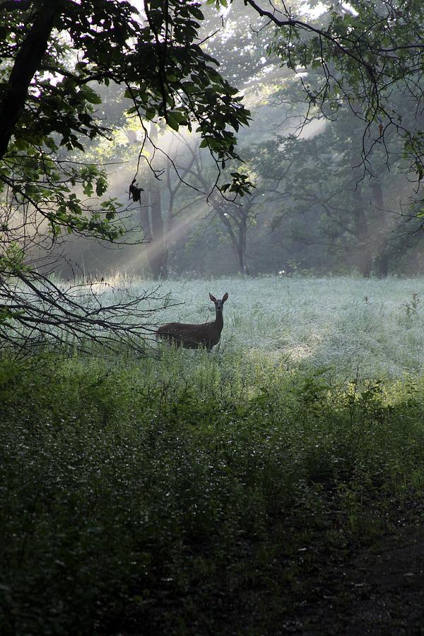 Deer in the Mist Photograph by Rick Rauzi - Fine Art America