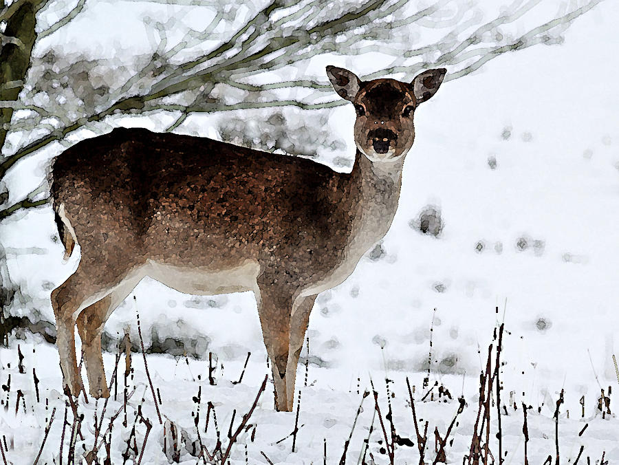 Deer in the snow Photograph by Bel Menpes