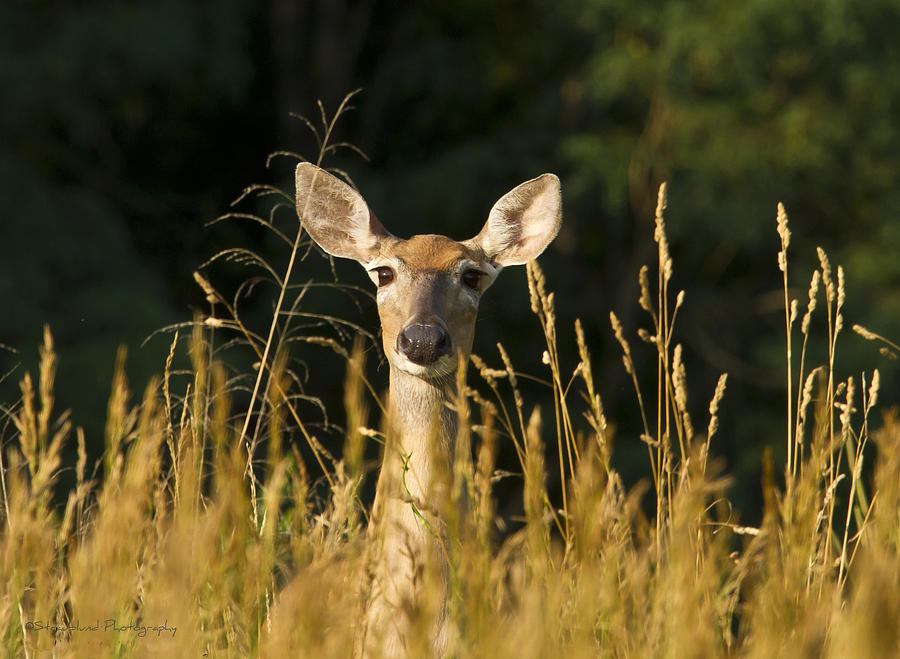 Deer In The Tall Grass Photograph by Straublund Photography