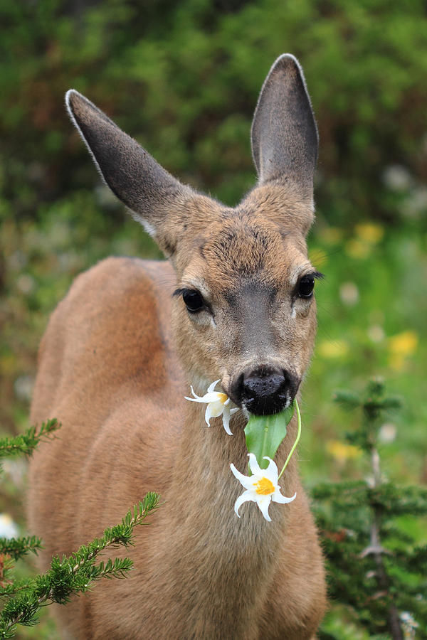 Deer in the Wild Flowers Photograph by Pierre Leclerc Photography