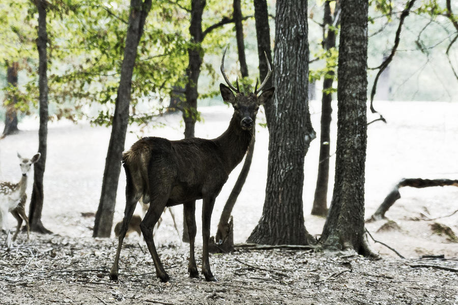Deer in the Woods Photograph by Douglas Barnard