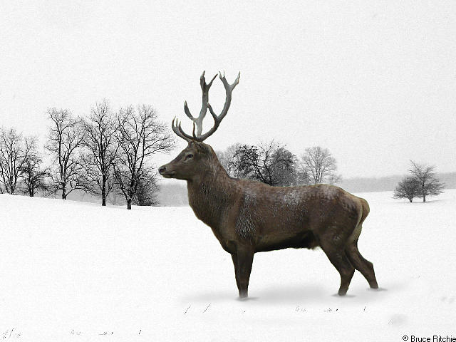 Deer in Winter Mixed Media by Bruce Ritchie