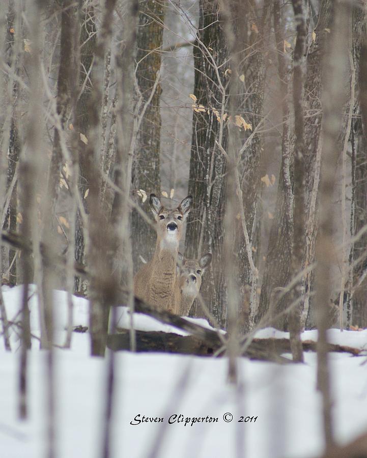Deer in Woods Photograph by Steven Clipperton