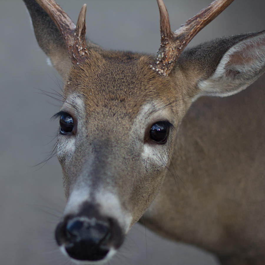 Deer Photograph by Jakub Sisak