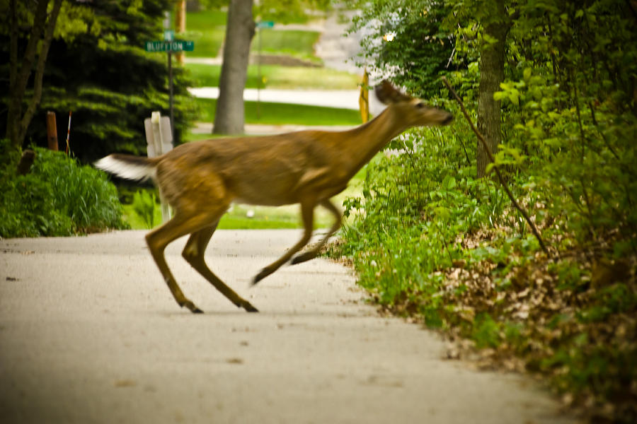 Deer Jumping Across Walking Trail In Muskegon Photograph By Jeramie Curtice