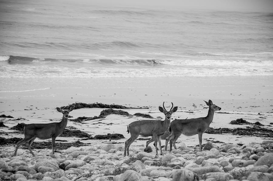 Deer on Beach black and white Photograph by Connie Cooper-Edwards