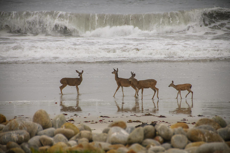 Deer On Beach Photograph by Connie Cooper-Edwards