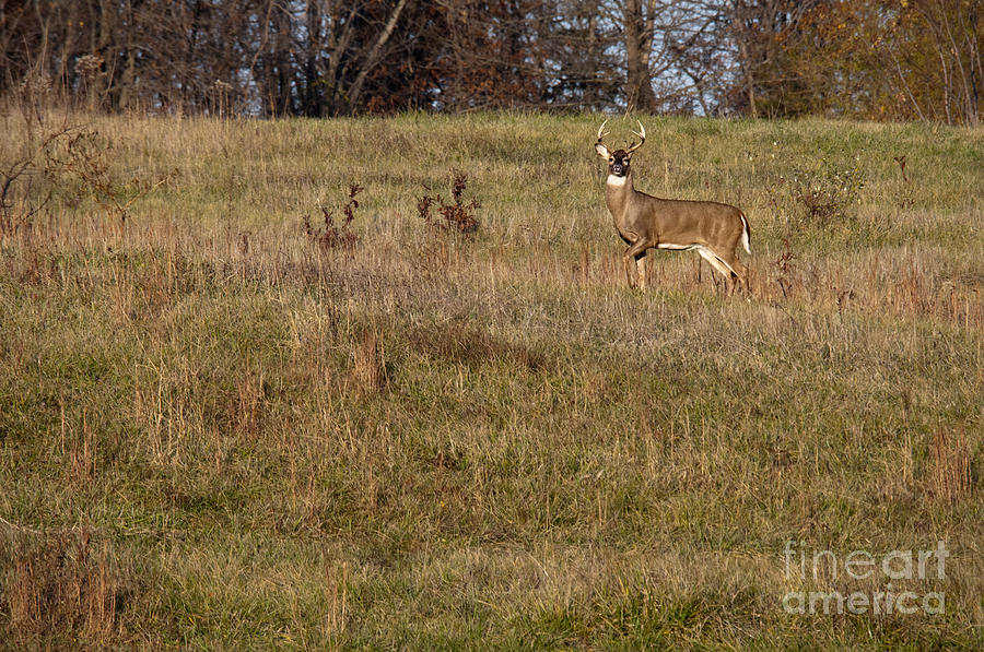 Deer on Hillside Photograph by David Arment