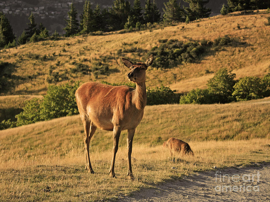 Deer Photograph - Deer on mountain 2 by Pixel Chimp