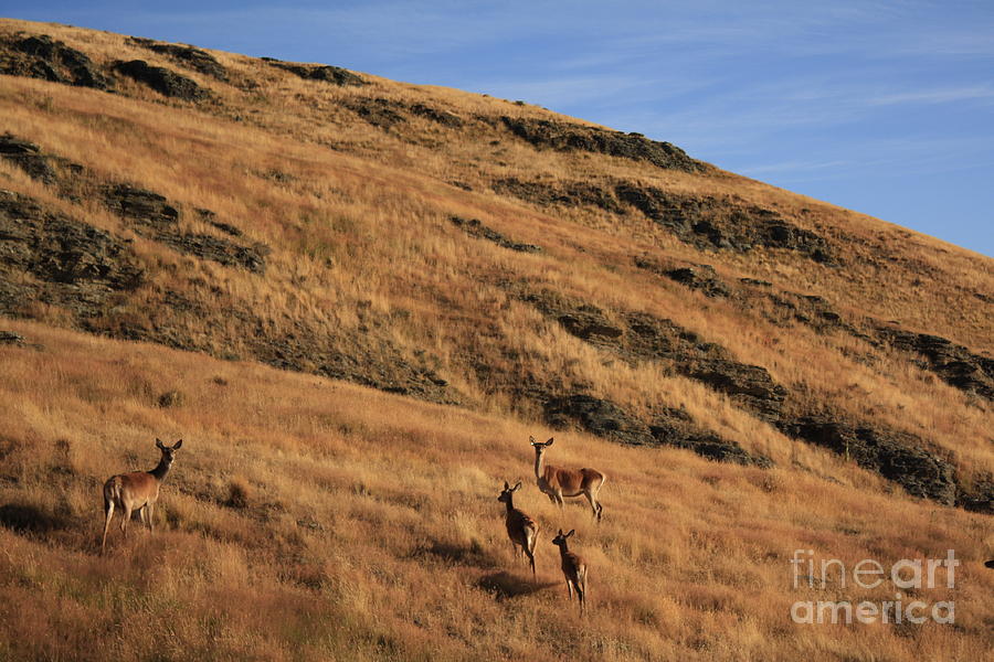 Deer Photograph - Deer on mountain 3 by Pixel  Chimp