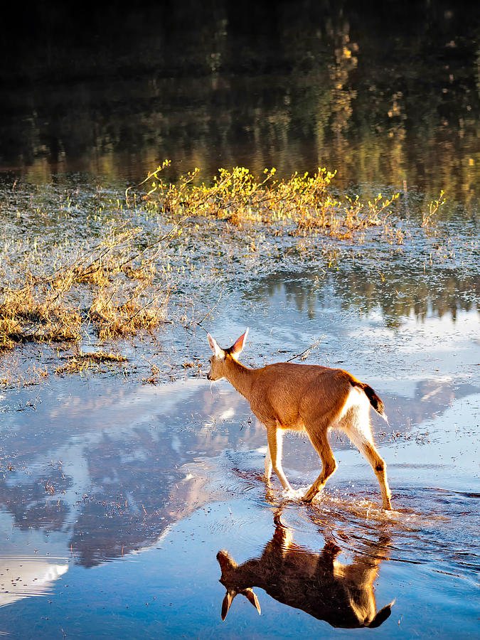 Deer Photograph - Deer on Reflection Lake by Alvin Kroon