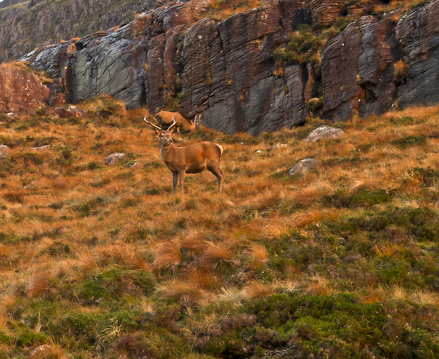 Deer on Scottish hillside Photograph by Gary Eason