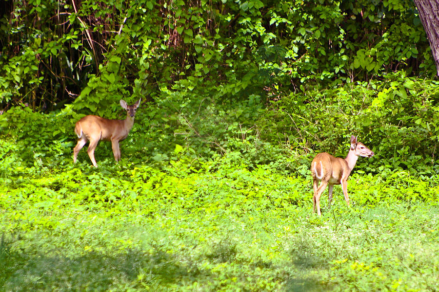 Deer Photograph - Deer on The North of St. Croix by David Alexander