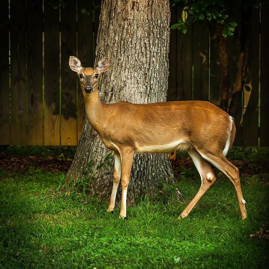 Deer One IV Photograph by Gene Hilton