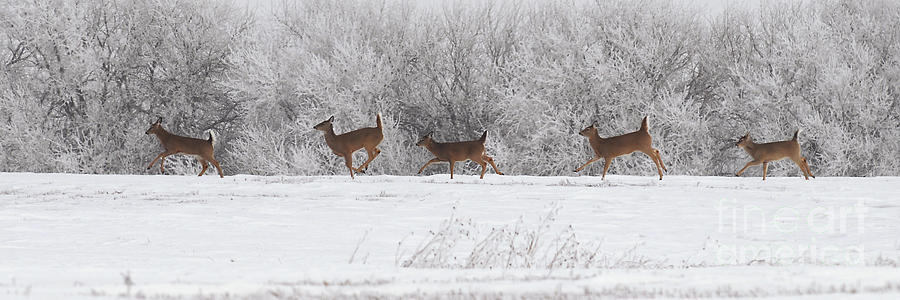 Deer Parade Photograph by Art Whitton