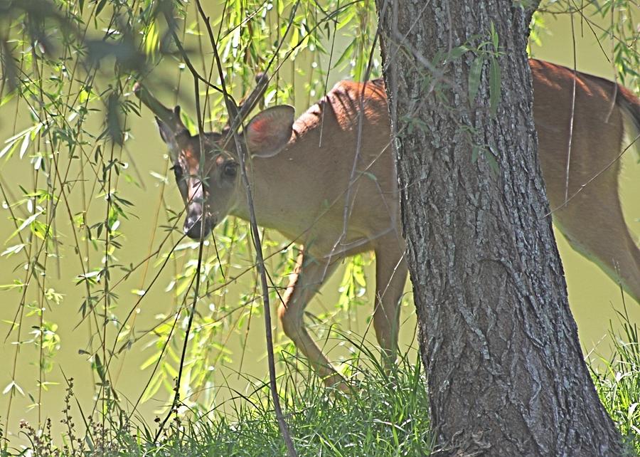 Deer Peering Around the Willow Tree Photograph by Jeanne Juhos